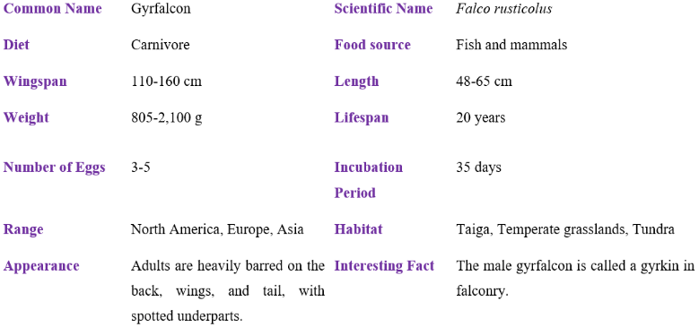 Gyrfalcon table