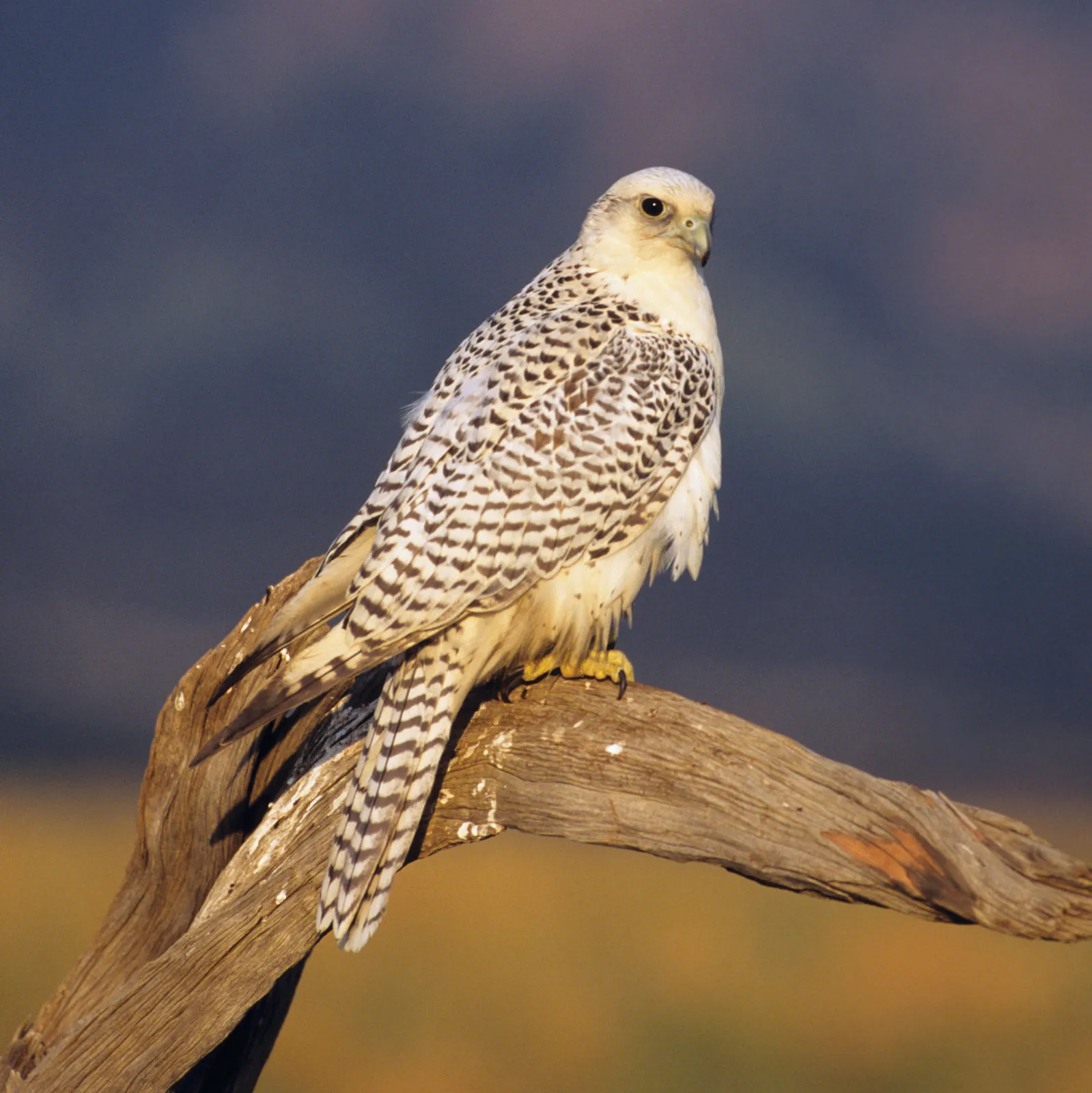 Gyrfalcon