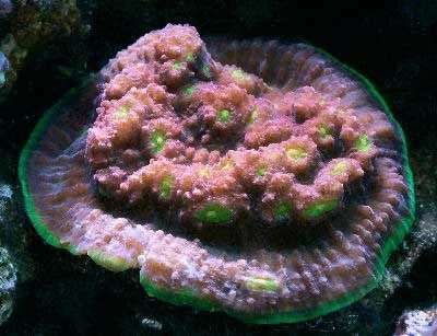 Hedgehog Coral.