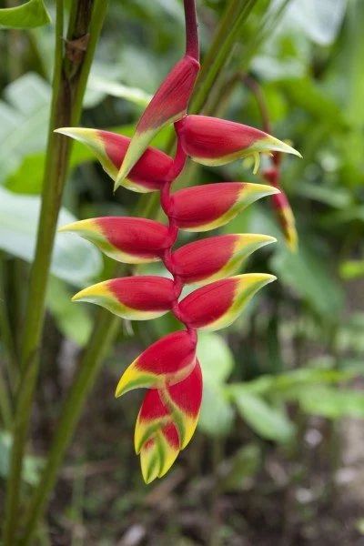Heliconia (Lobster Claw)