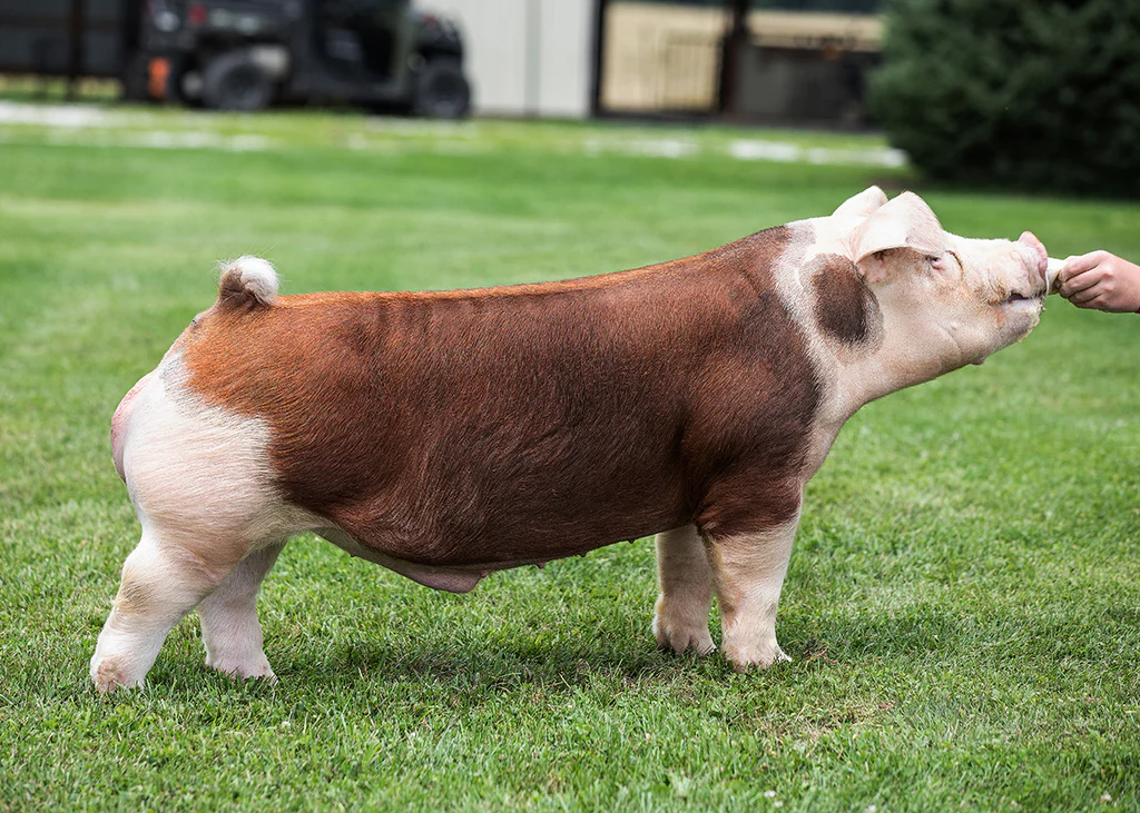 Hereford Pig