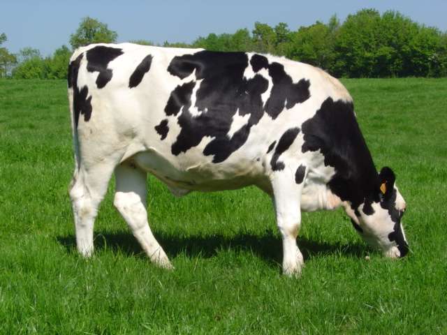 Holstein Friesian Cattle