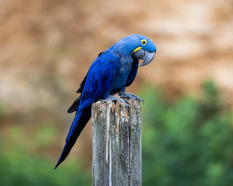 Hyacinth Macaw.