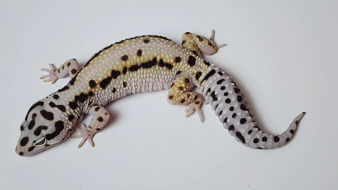 Hyper Xanthic Leopard Gecko