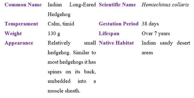 Indian-Long-Eared-Hedgehog table