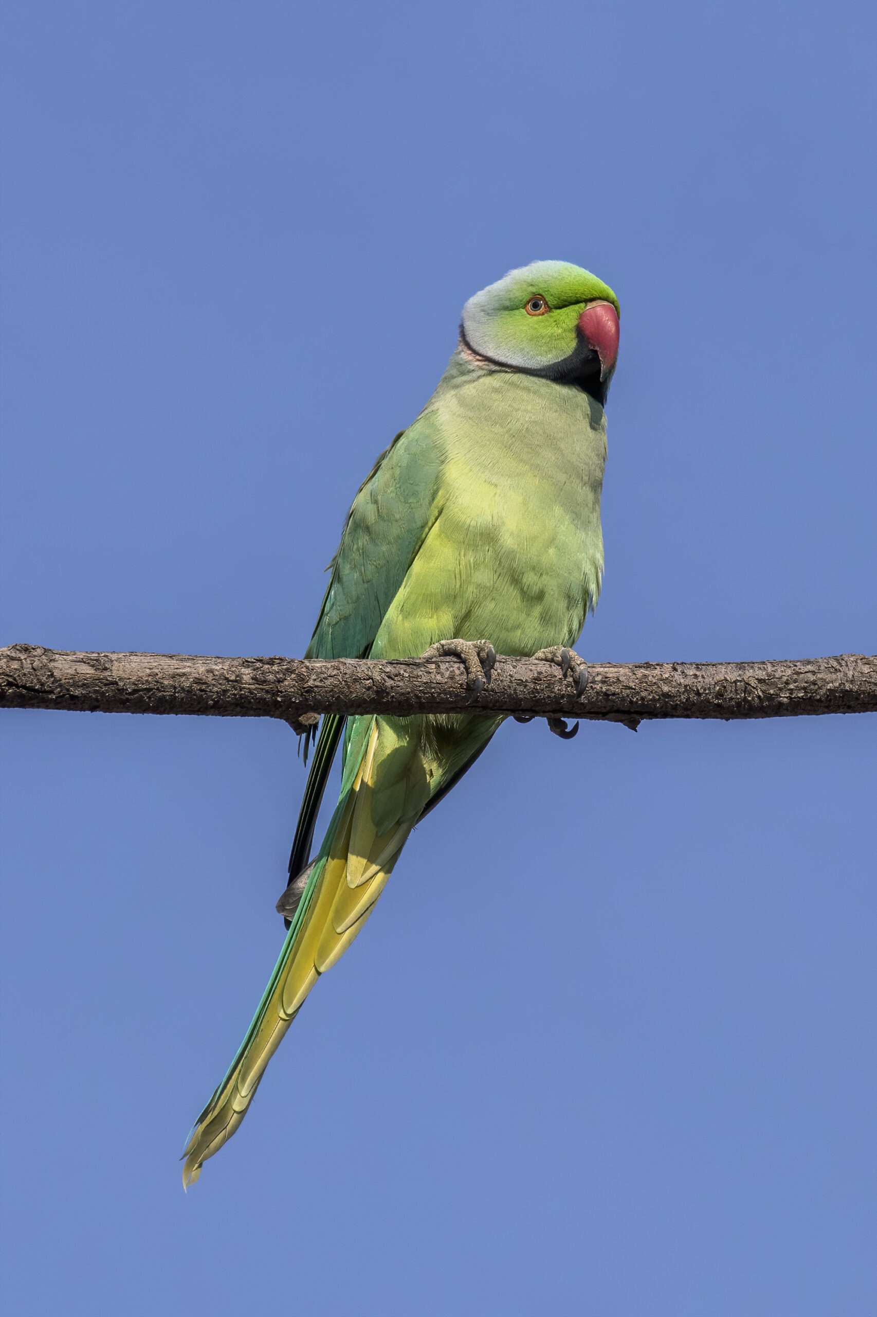 Indian Ring-Necked Parakeet.