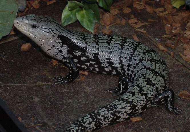 Indonesian-Blue-tongued