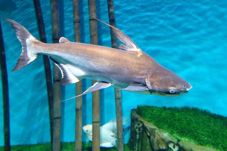 Iridescent-Shark-Full-Grown
