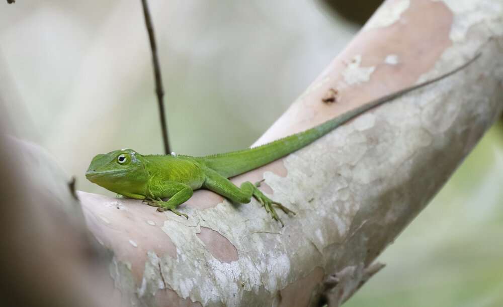 Jamaican Anole