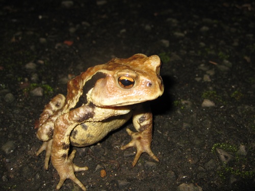 Japanese common toad.