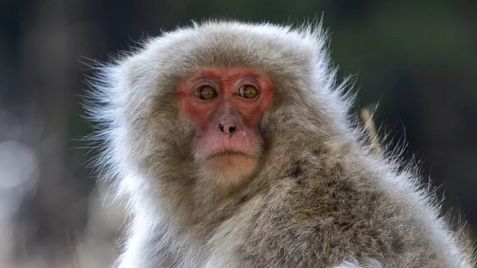 Japanese macaque.