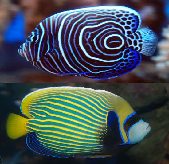 Juvenile Emperor-Angelfish