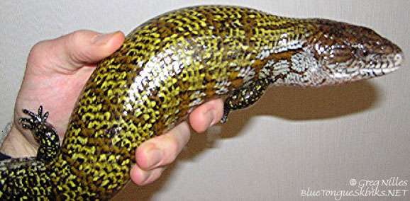 Kei-Island Blue Tongue Skinks