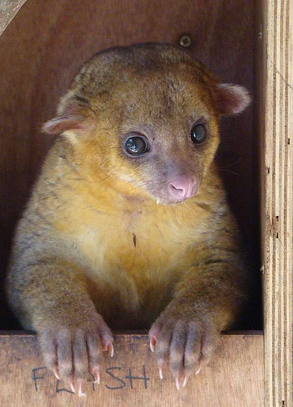 Kinkajous.