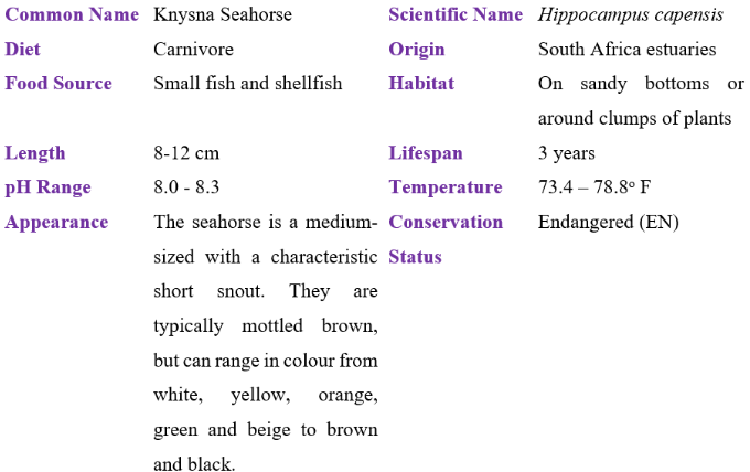 Knysna Seahorse seahorse