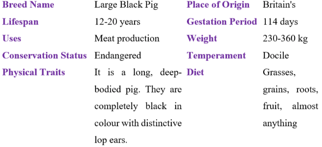 Large black pig table