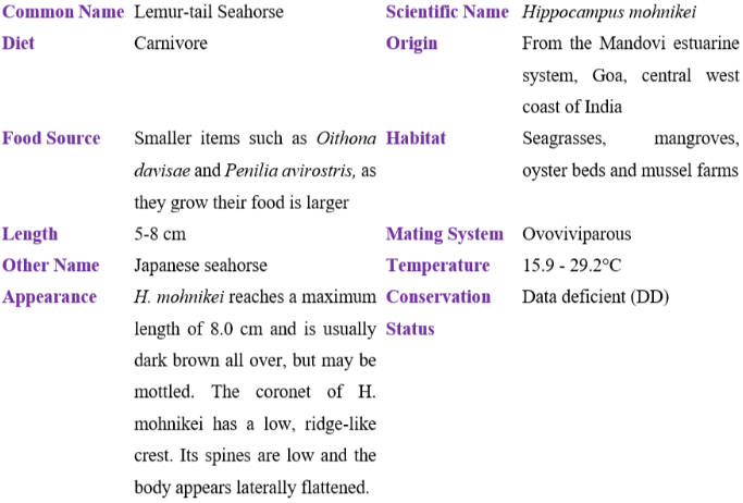 Lemur-tail Seahorse table