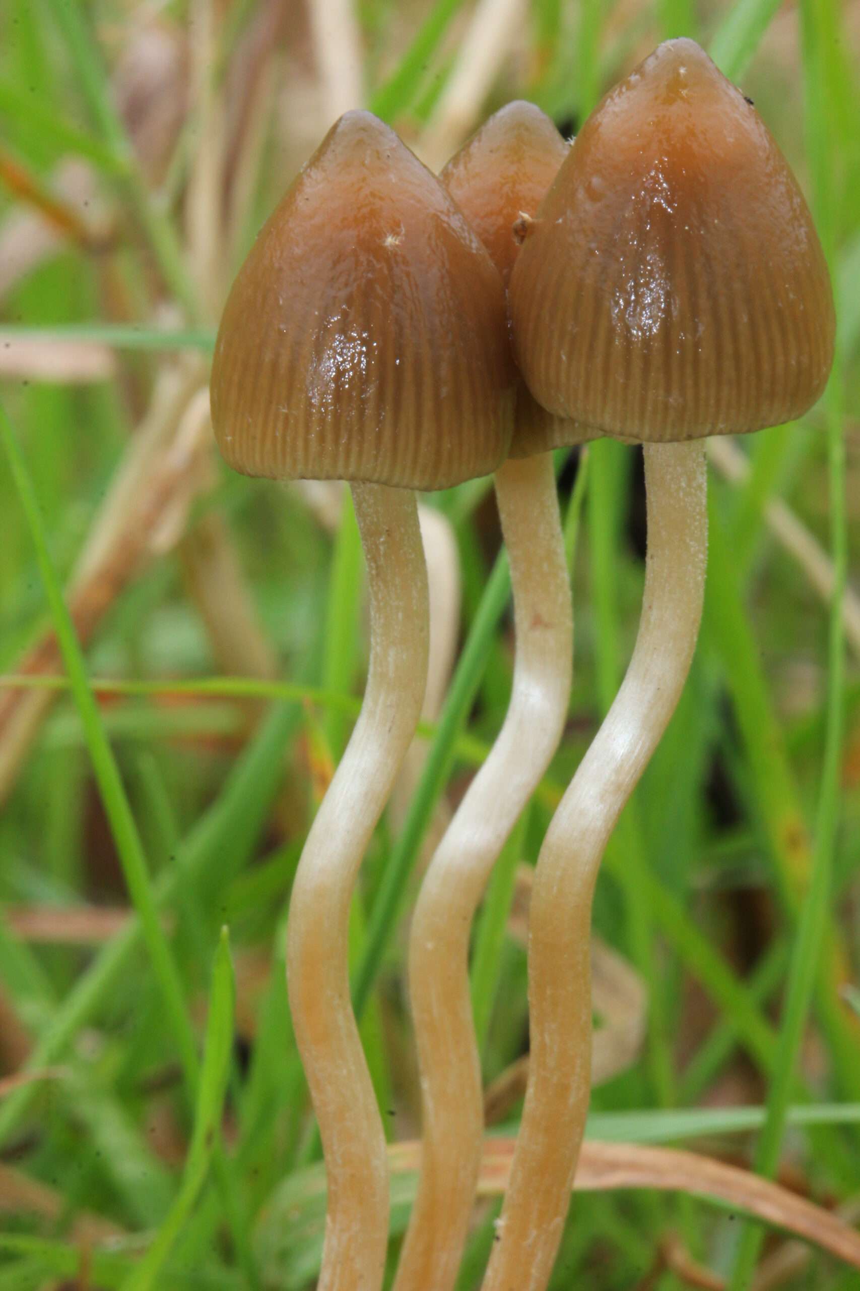 Liberty-caps