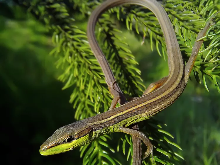 Long-Tailed Grass Lizard