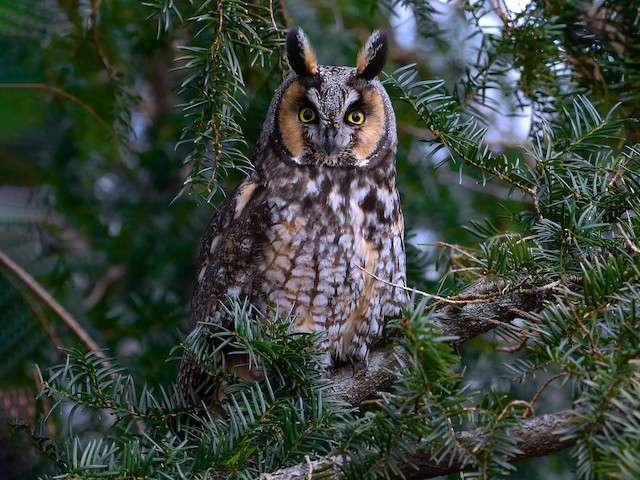 Long-eared owl