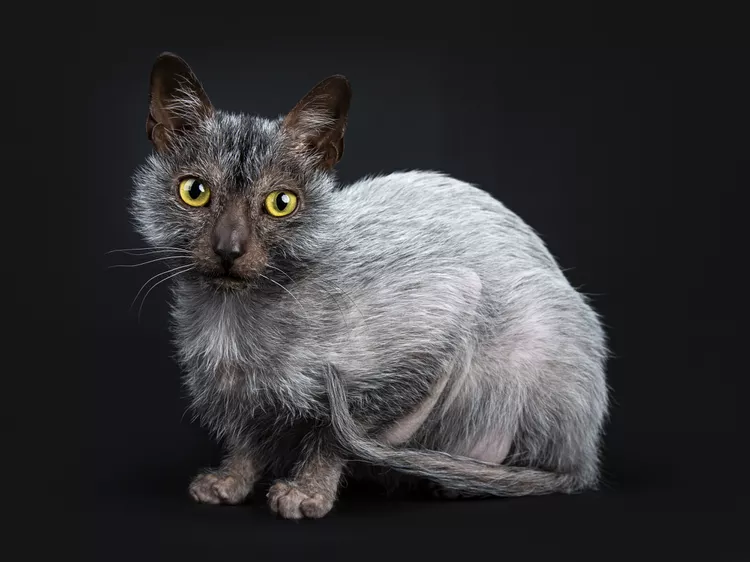 Lykoi