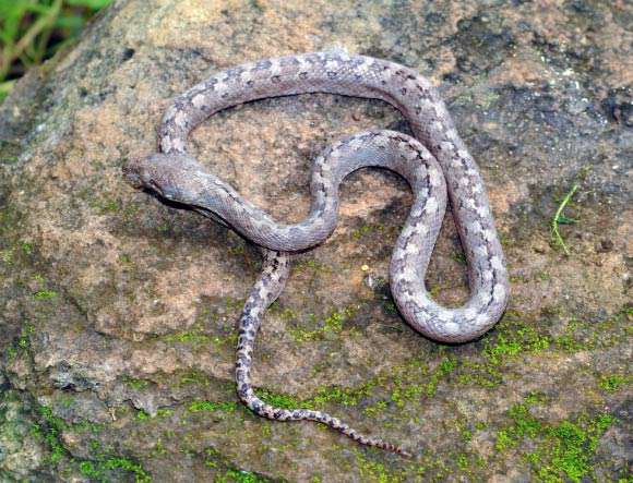 Malagasy cat-eyed-snake
