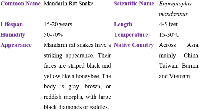 Mandarin rat snake table
