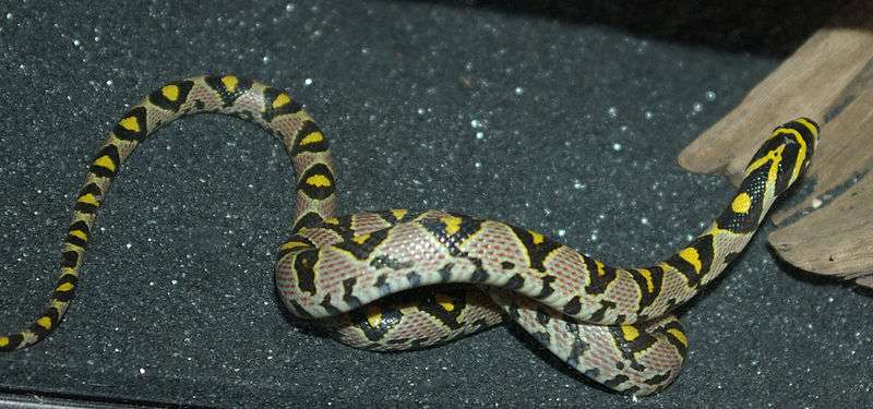 Mandarin rat snake