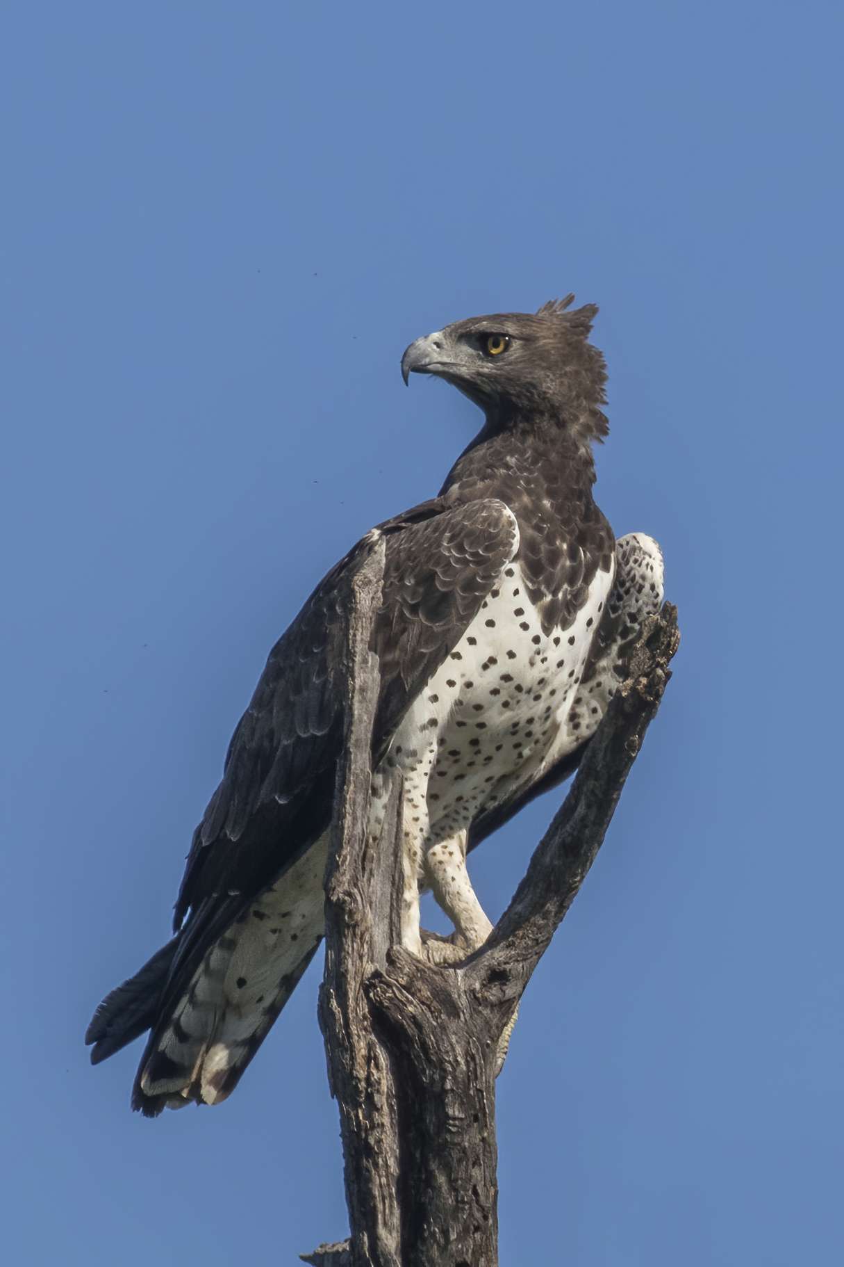 Martial_eagle_(Polemaetus_bellicosus)