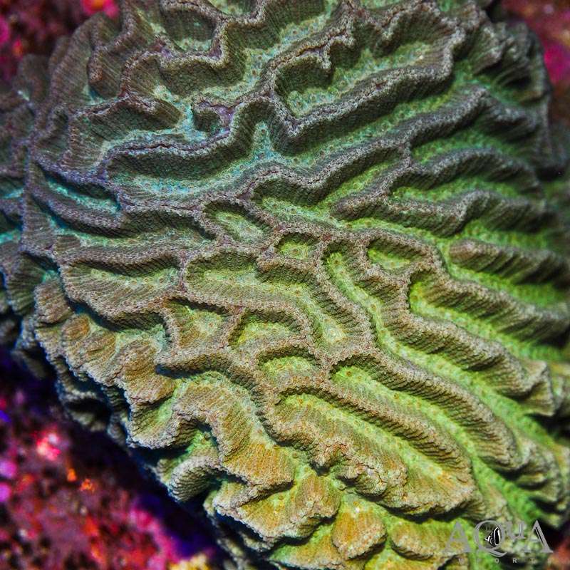 Maze-Brain Coral