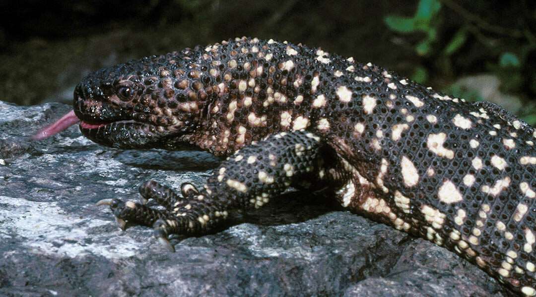 Mexican Beaded Lizard