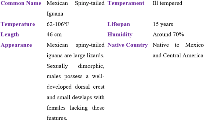 Mexican Spiny-tailed iguana table