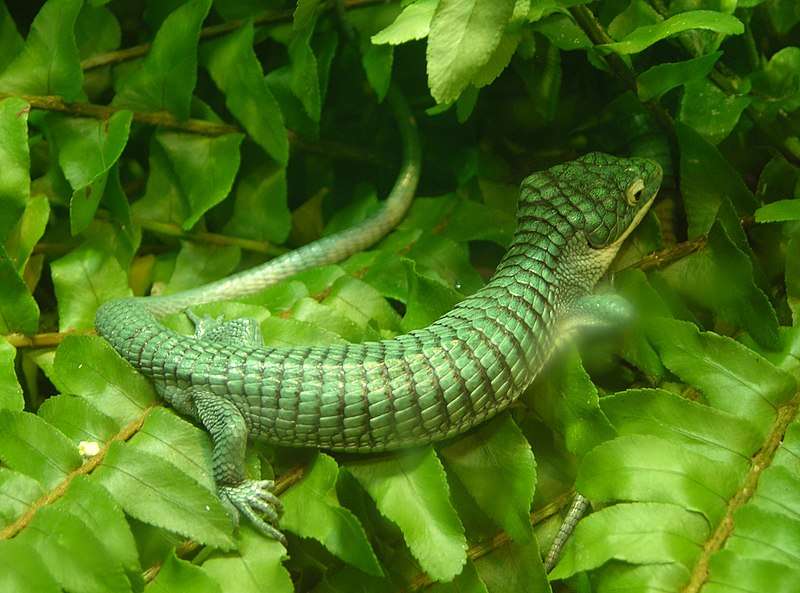 Mexican alligator lizard