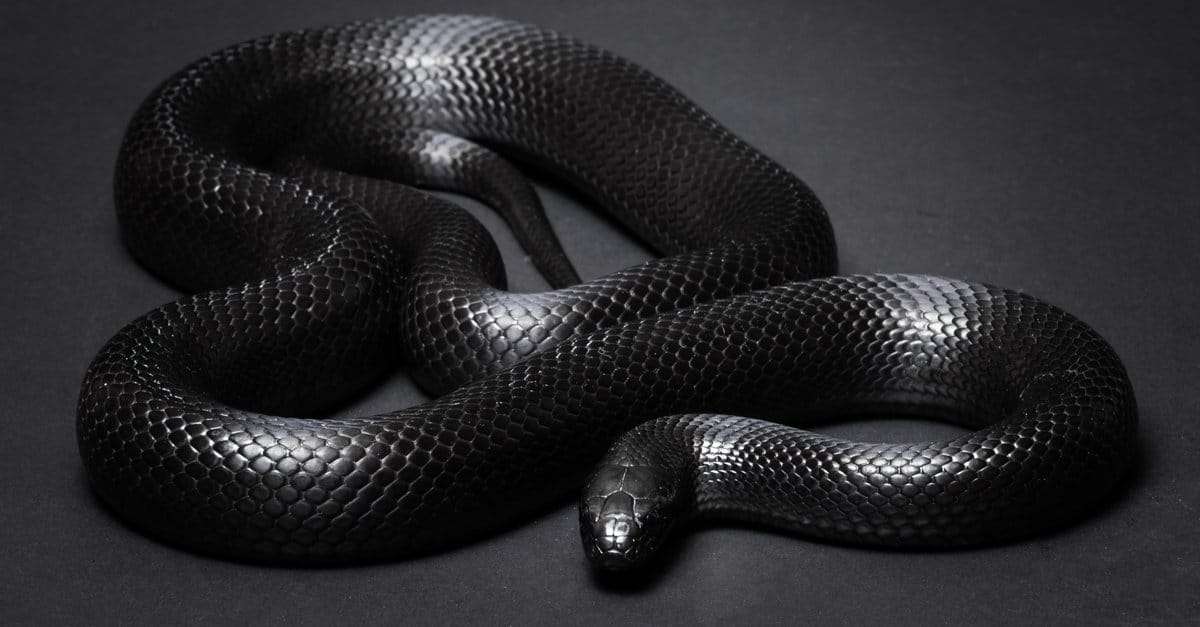 Mexican-black-king-snake-4