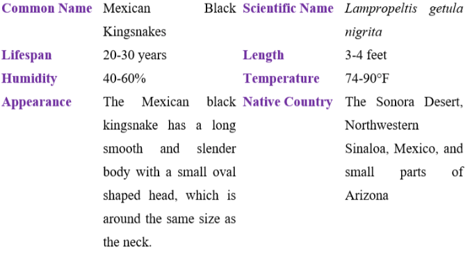 Mexican black kingsnake table