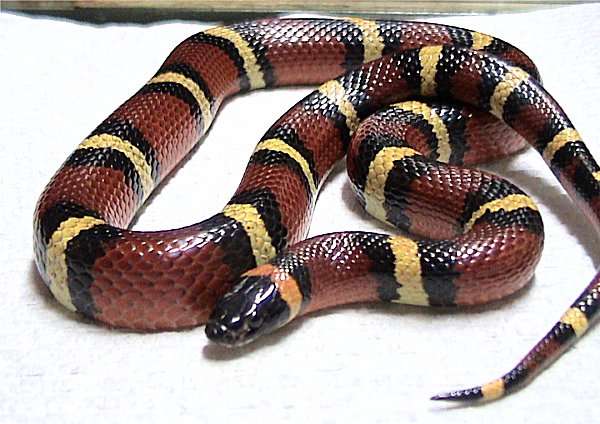 Mexican milk snake