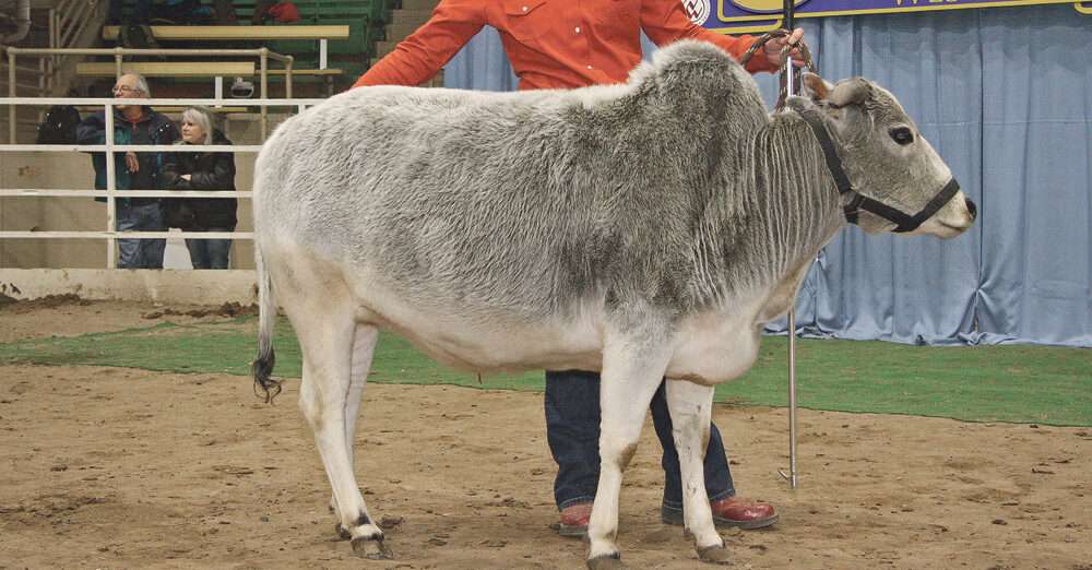 Miniature Zebu cattle