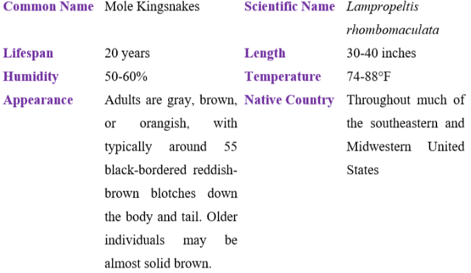 Mole kingsnake table