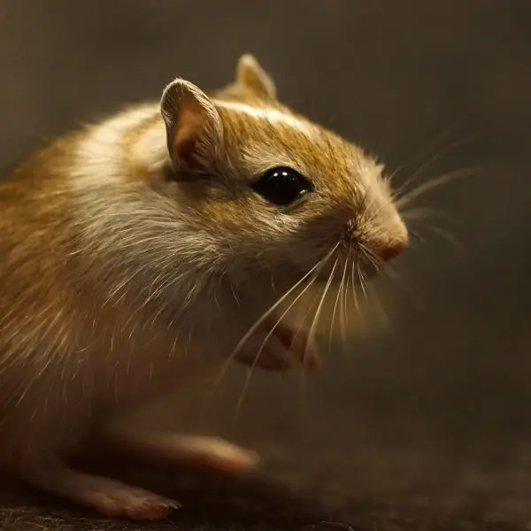 Mongolian gerbil.