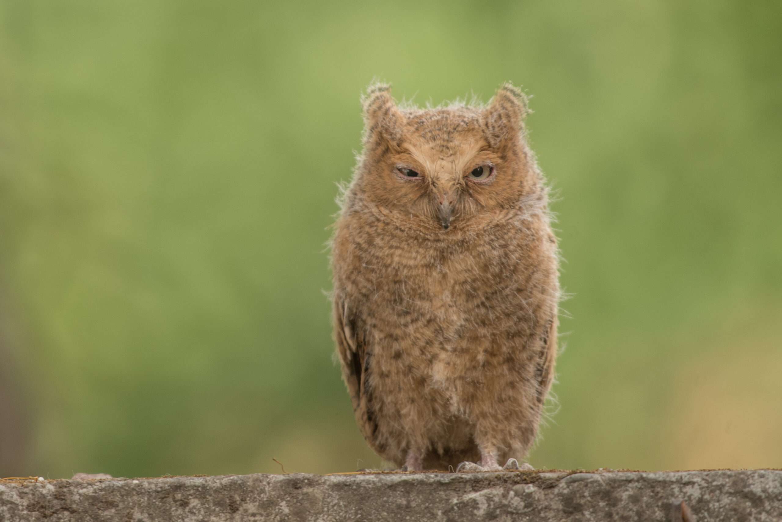 Mountain_scops_owl_juv