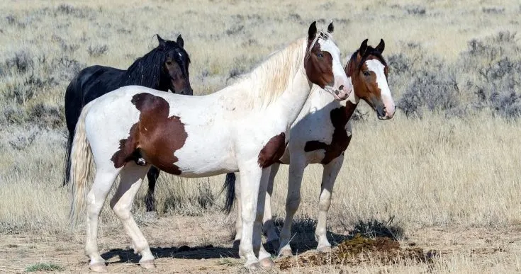 Mustang-horses