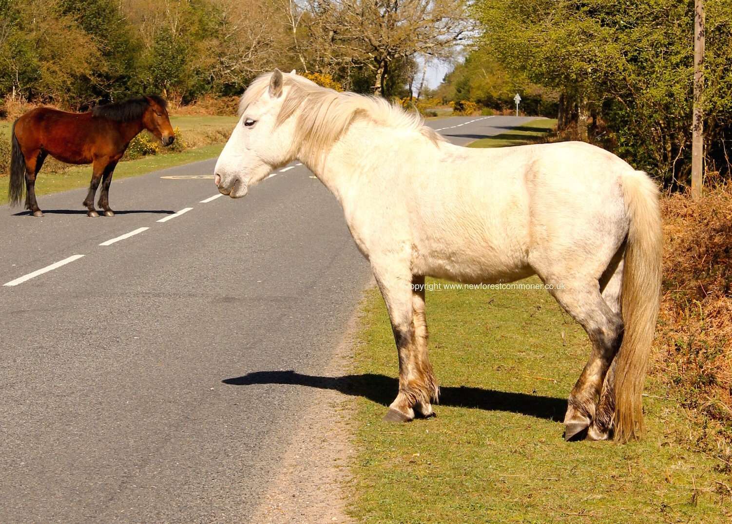 NEW FOREST horse