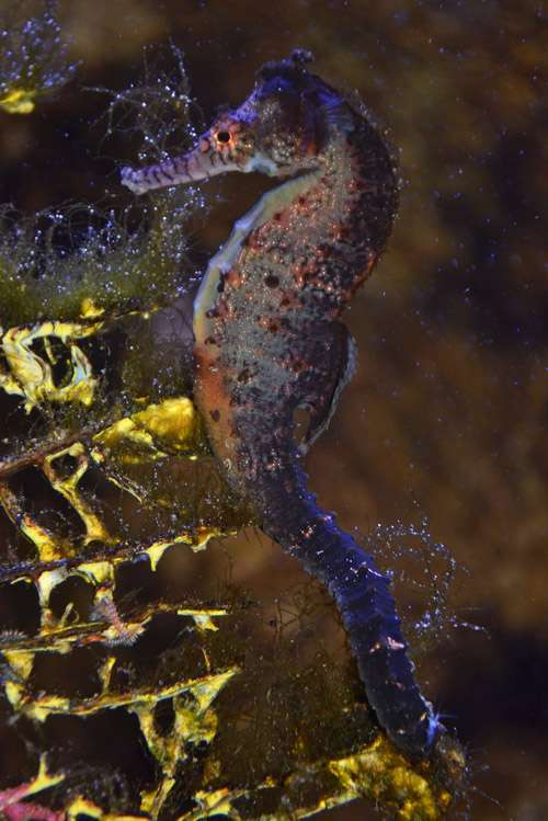 Narrow Bellied Seahorse