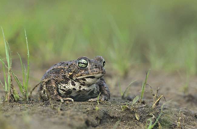 Natterjack Toad.