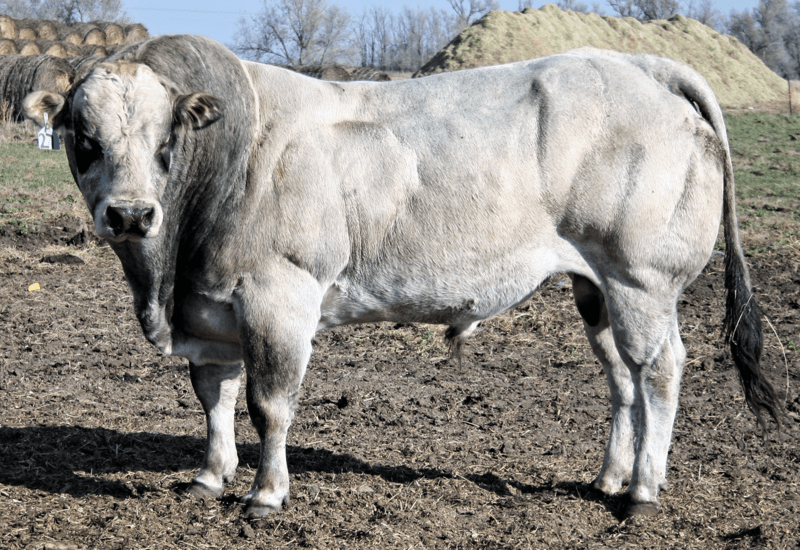 North American Piedmontese