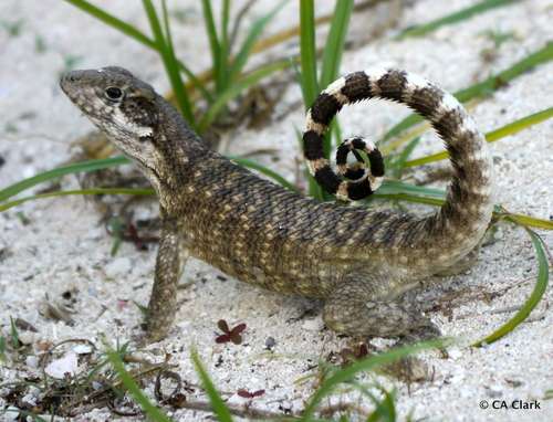 Northern-Curly-tailed Lizard