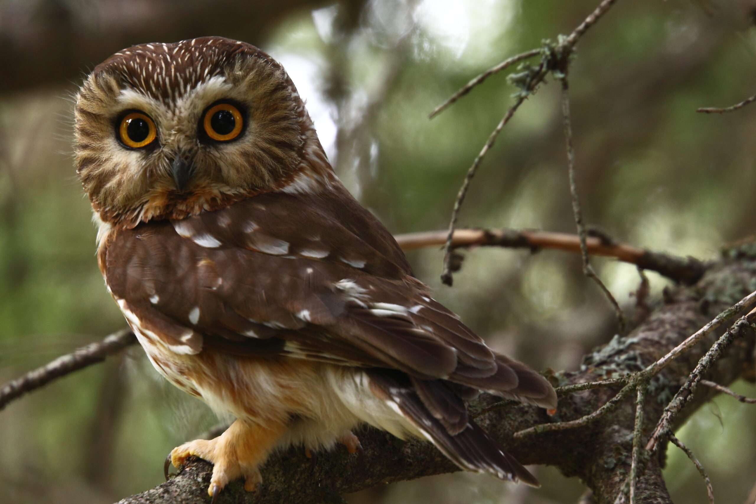 Northern Saw-Whet Owl.