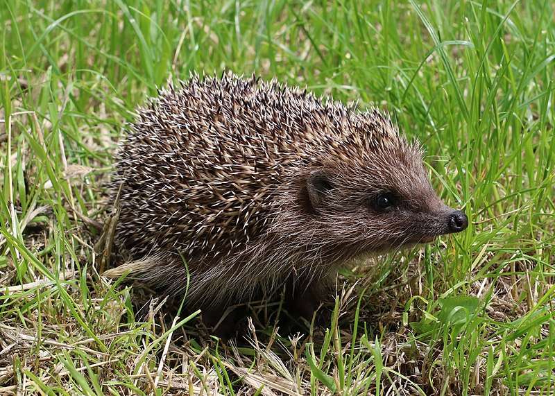 Northern White-Breasted Hedgehog.