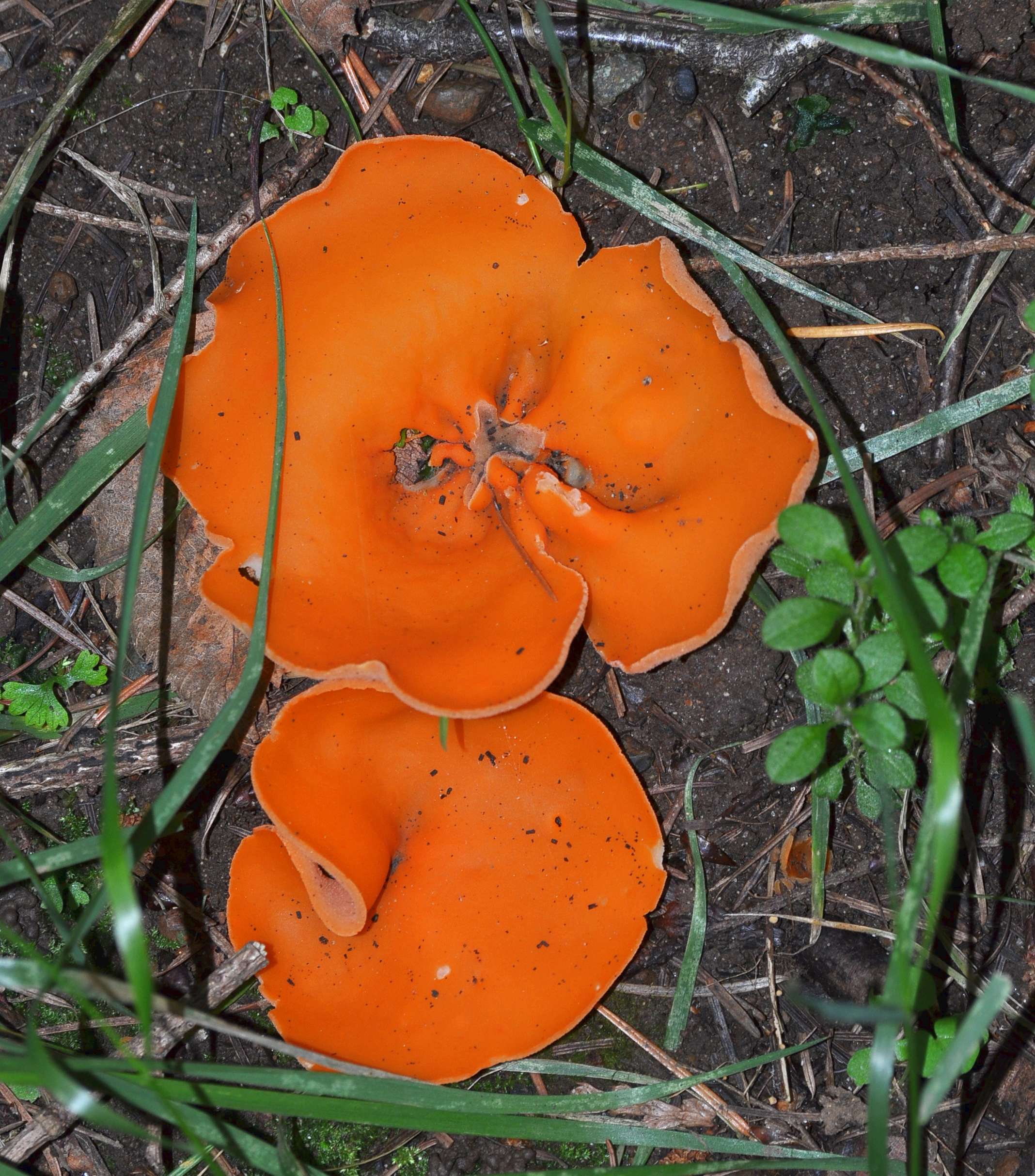 Orange Peel Mushroom.