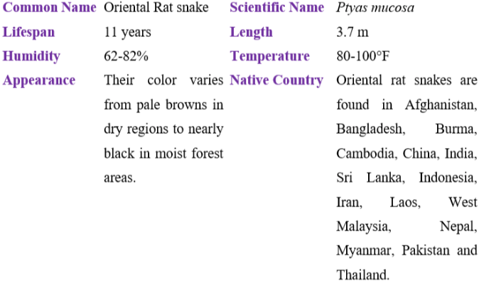 Oriental rat snake table